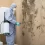 The Advantages of Working with a Professional Mold Removal Contractor